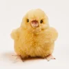 BOY Pepa London Chick Toy in Yellow